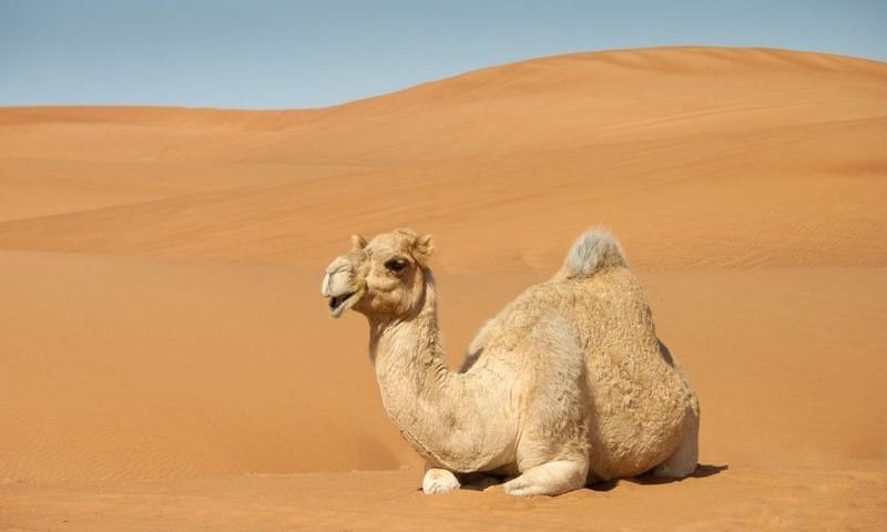 Arab Spring